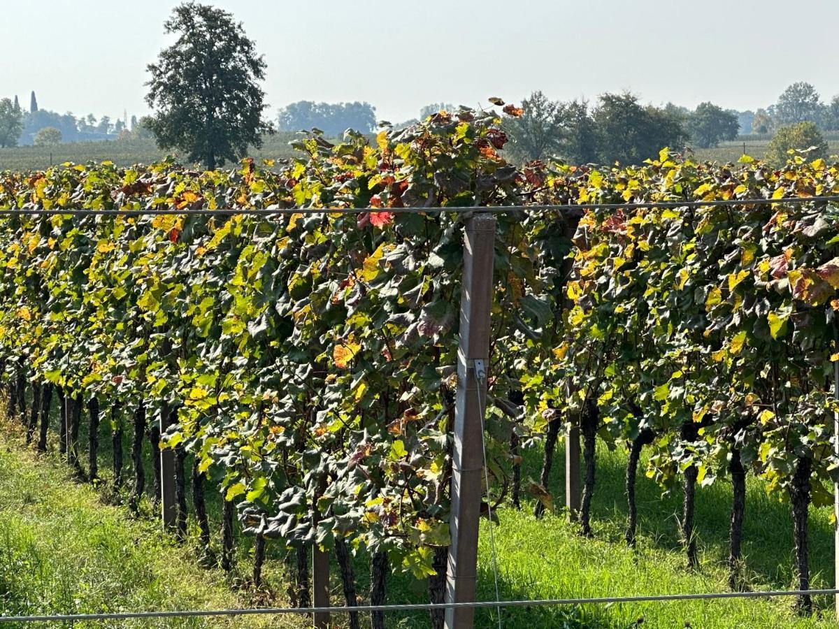Agriturismo Feliciana Pozzolengo Luaran gambar